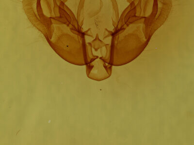 genitalia view of adult Diarsia sp.