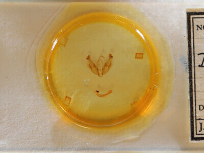 slide view of adult Diarsia sp.