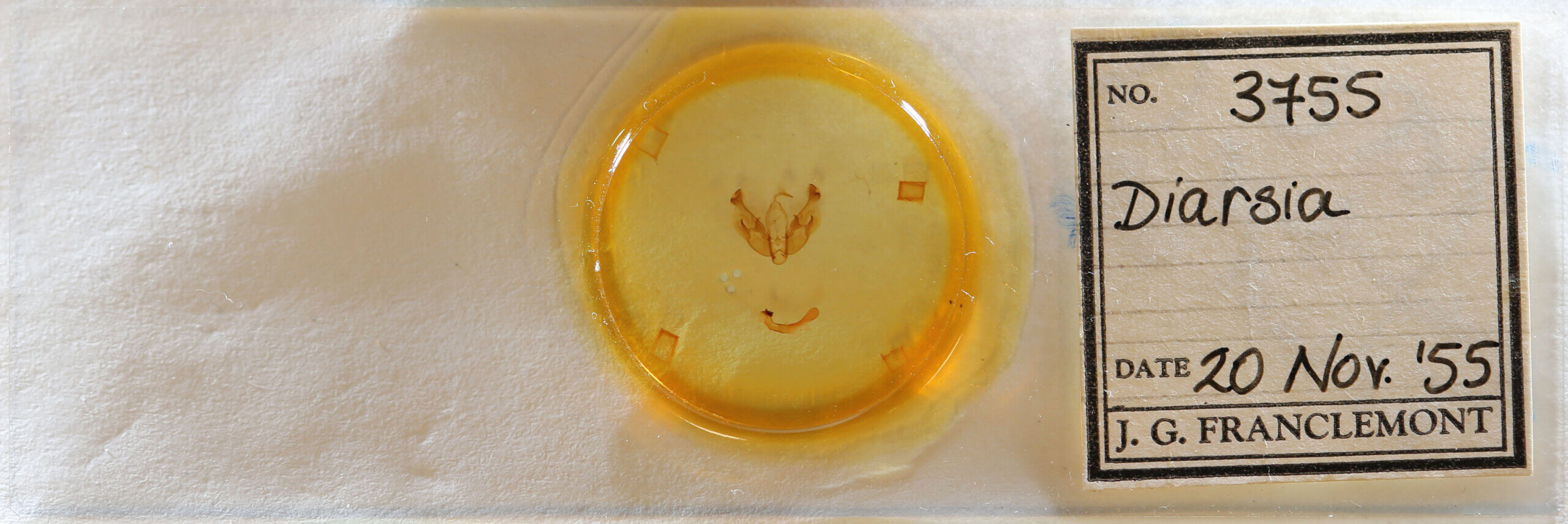 slide view of adult Diarsia sp.