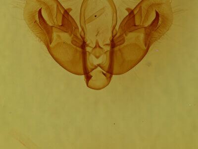 genitalia view of adult Diarsia sp.