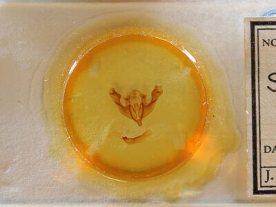 slide view of adult Sutyna sp.