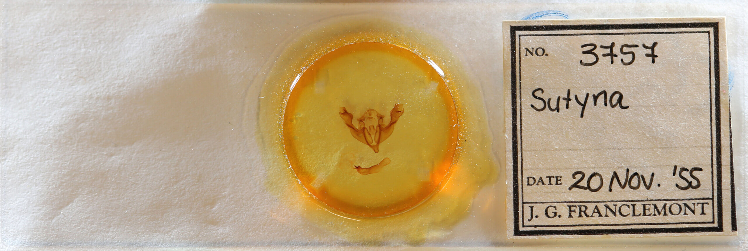 slide view of adult Sutyna sp.