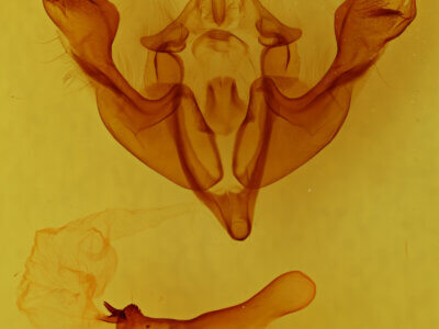 genitalia view of adult Sutyna sp.