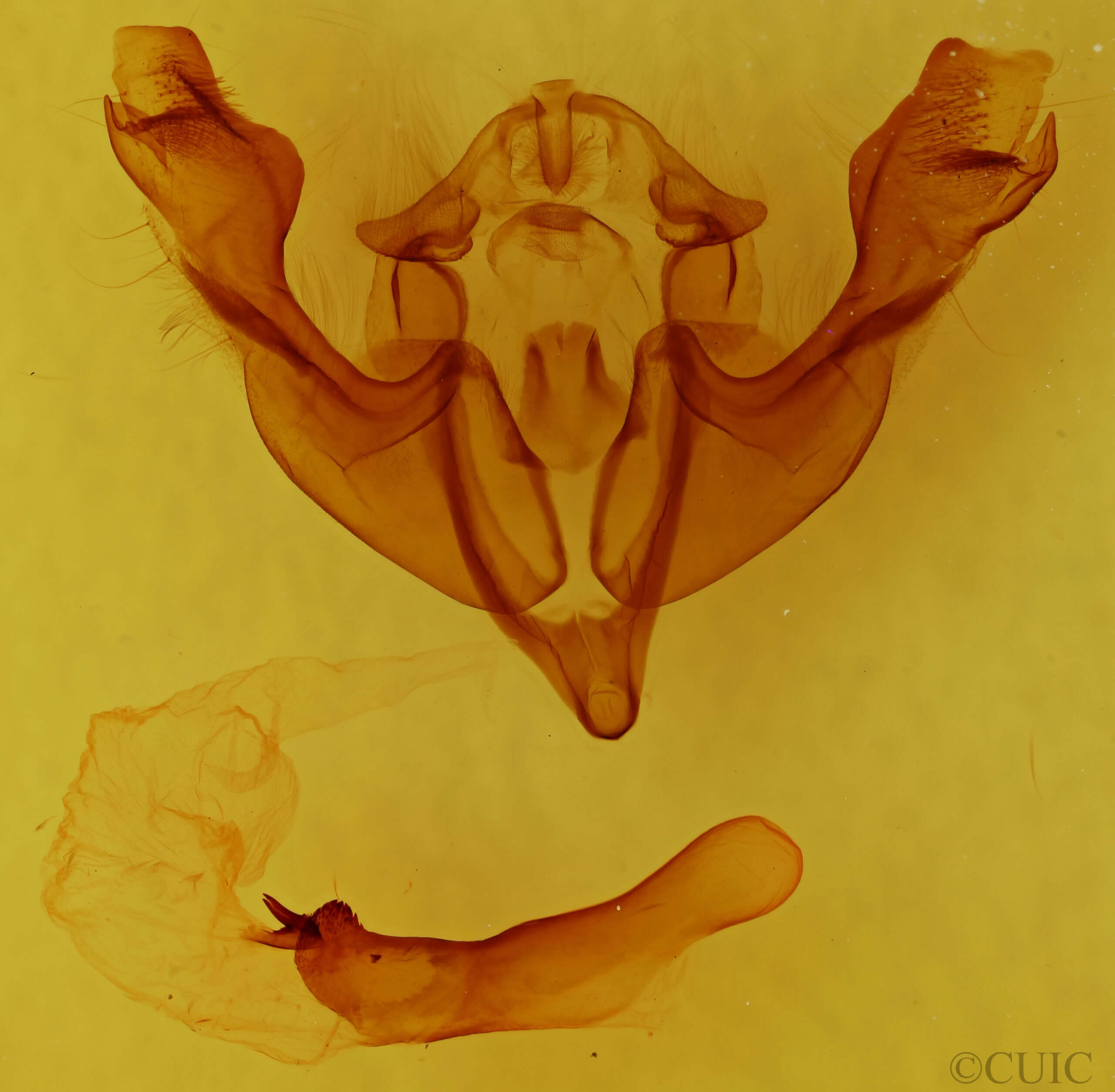 genitalia view of adult Sutyna sp.