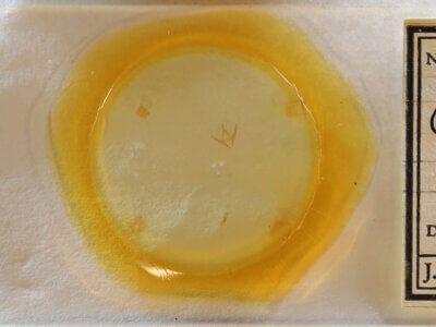 slide view of adult Gabara sp.