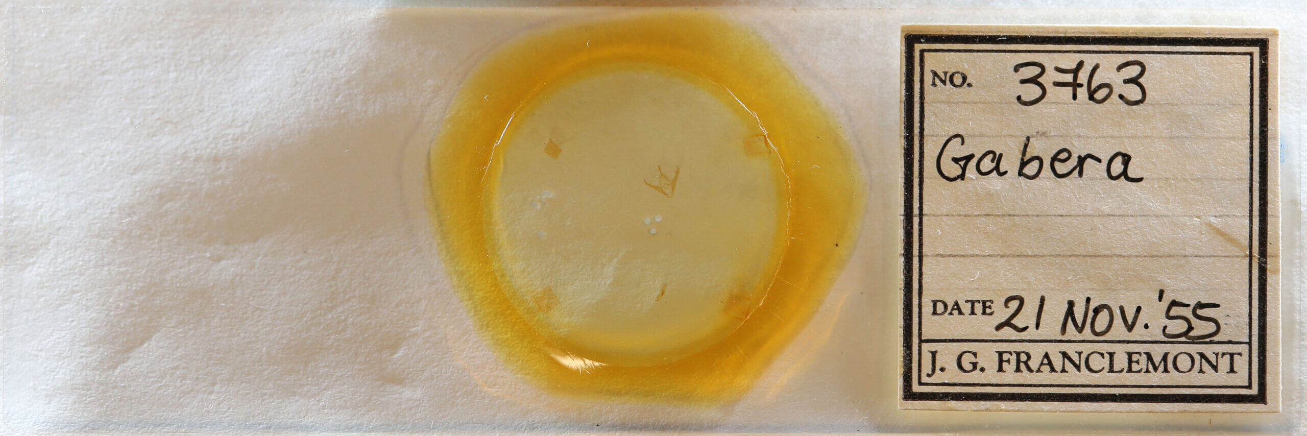 slide view of adult Gabara sp.