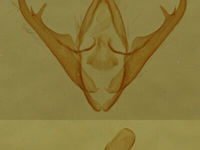 genitalia view of adult Gabara sp.