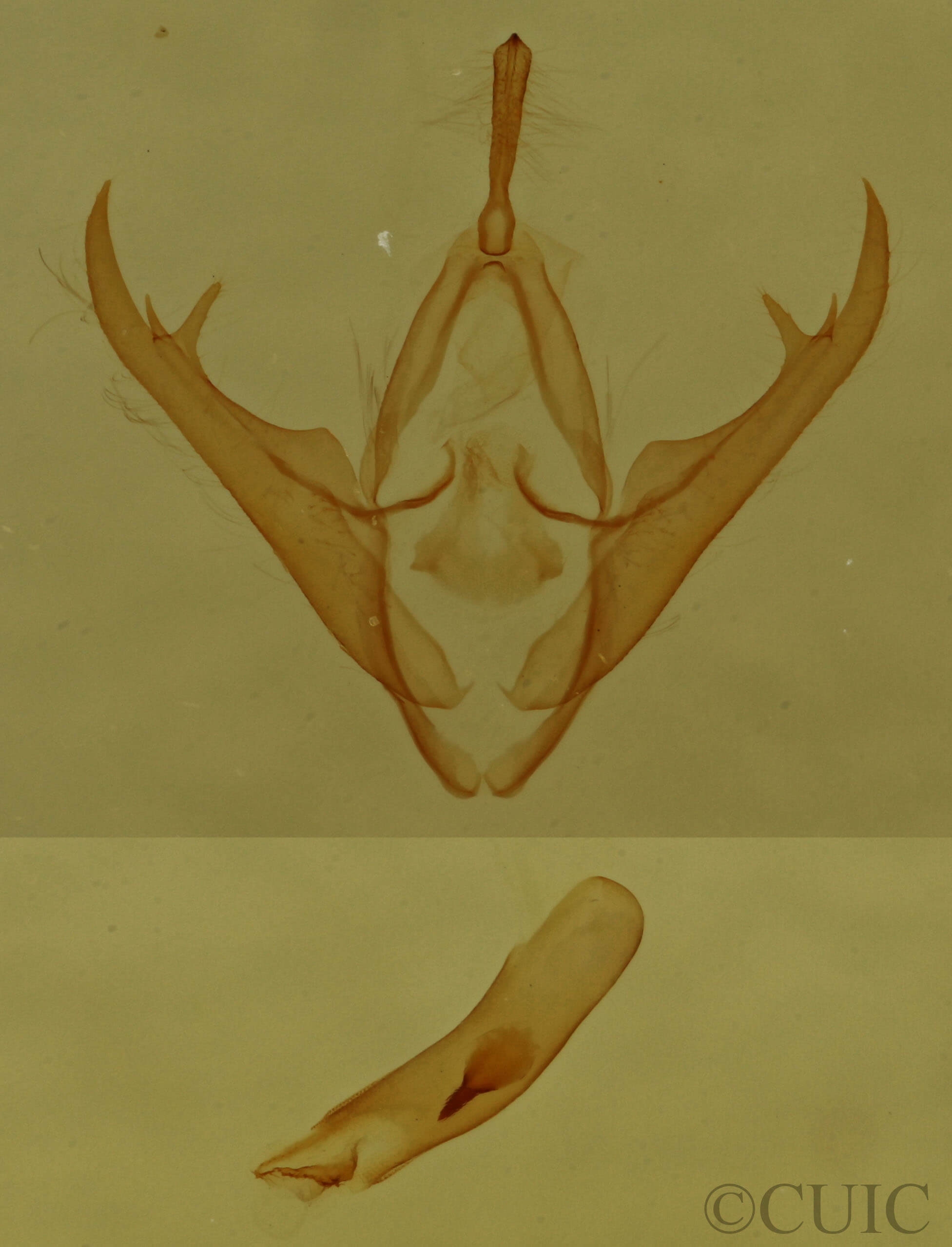 genitalia view of adult Gabara sp.