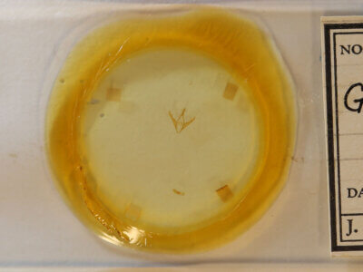 slide view of adult Gabara sp.