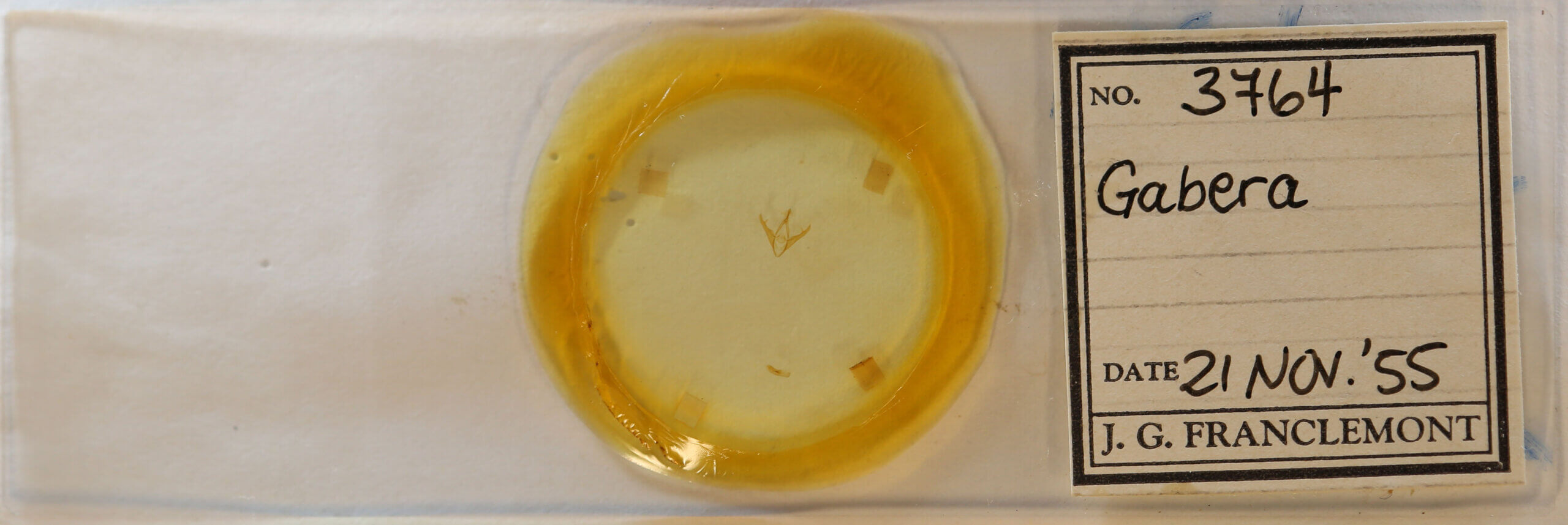 slide view of adult Gabara sp.