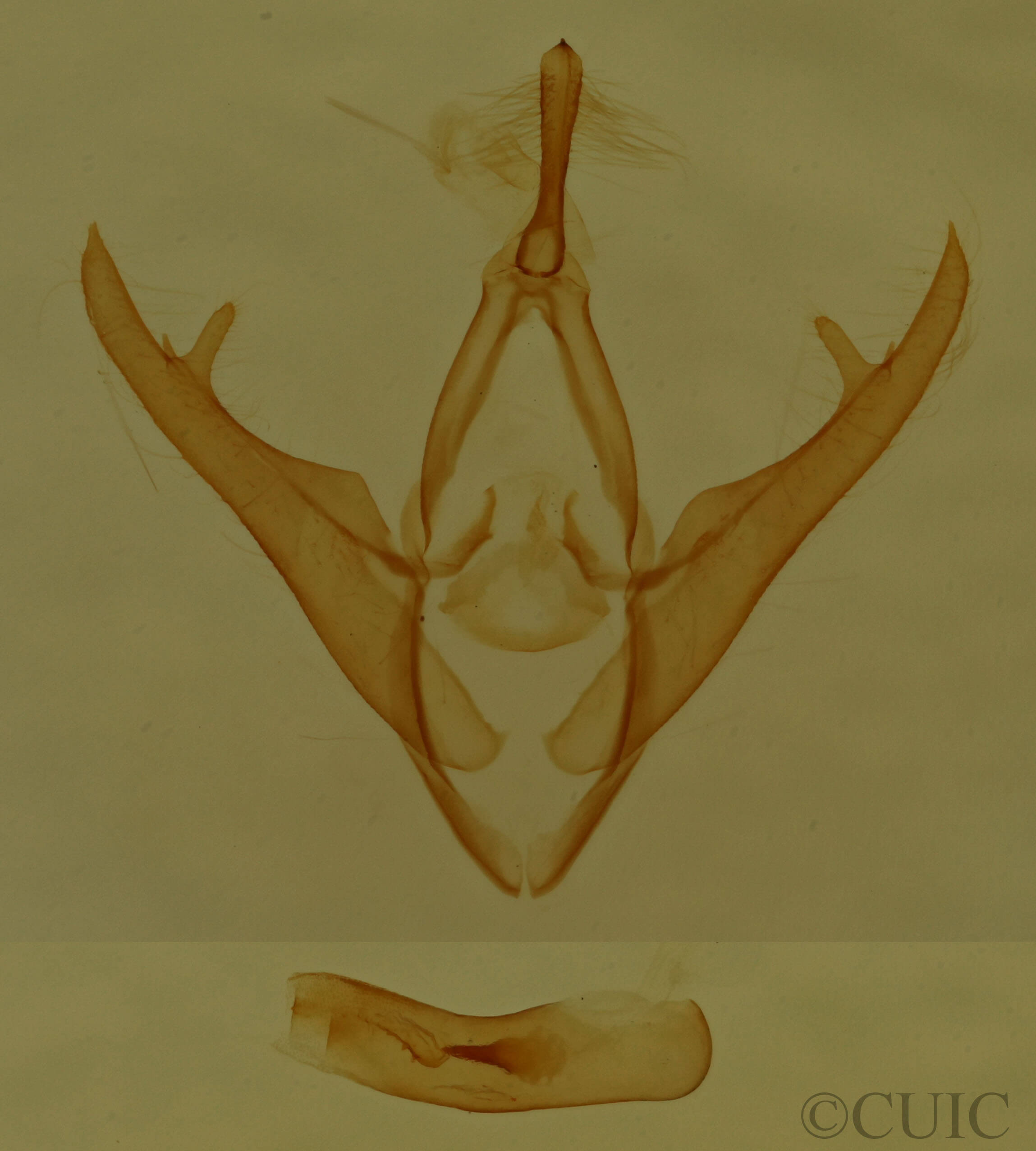 genitalia view of adult Gabara sp.