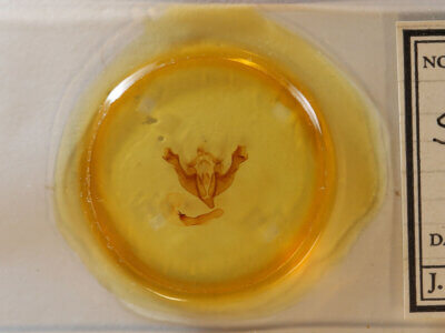 slide view of adult Sutyna sp.