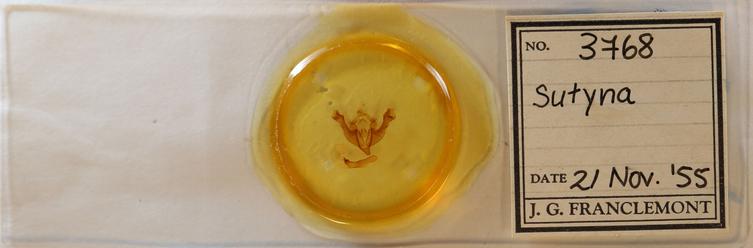 slide view of adult Sutyna sp.