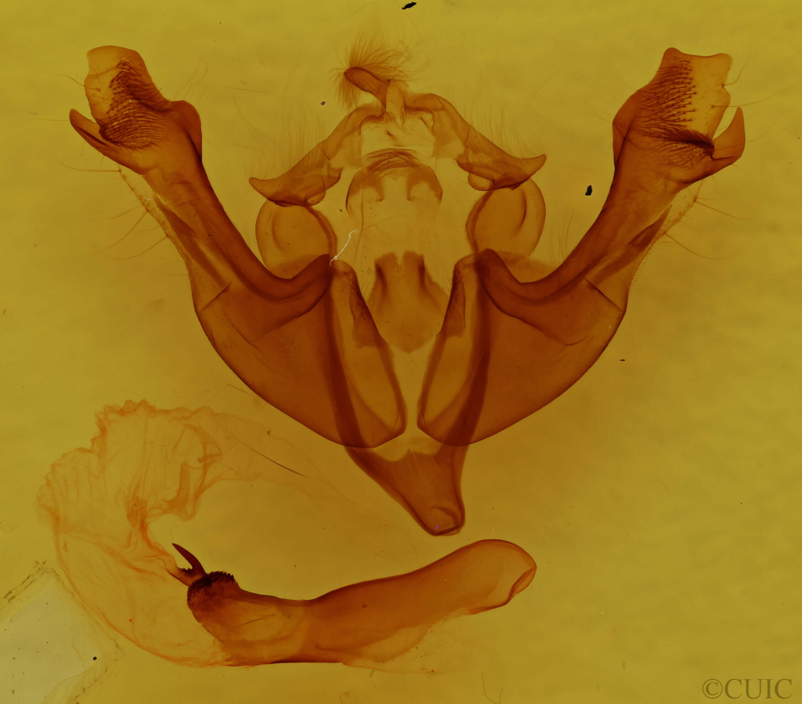 genitalia view of adult Sutyna sp.