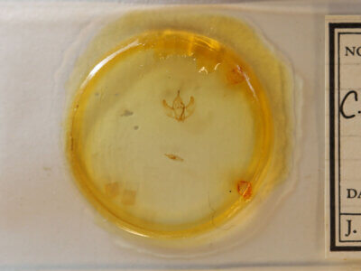 slide view of adult Caripeta piniata?