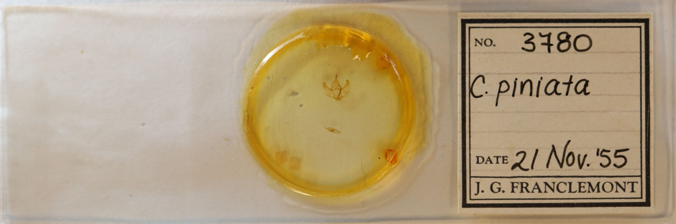 slide view of adult Caripeta piniata?