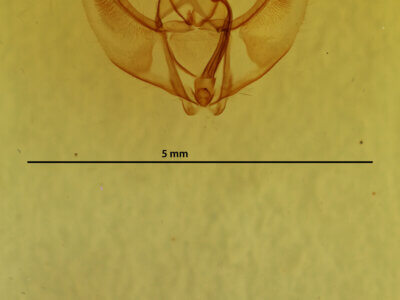 genitalia view of adult Caripeta piniata?