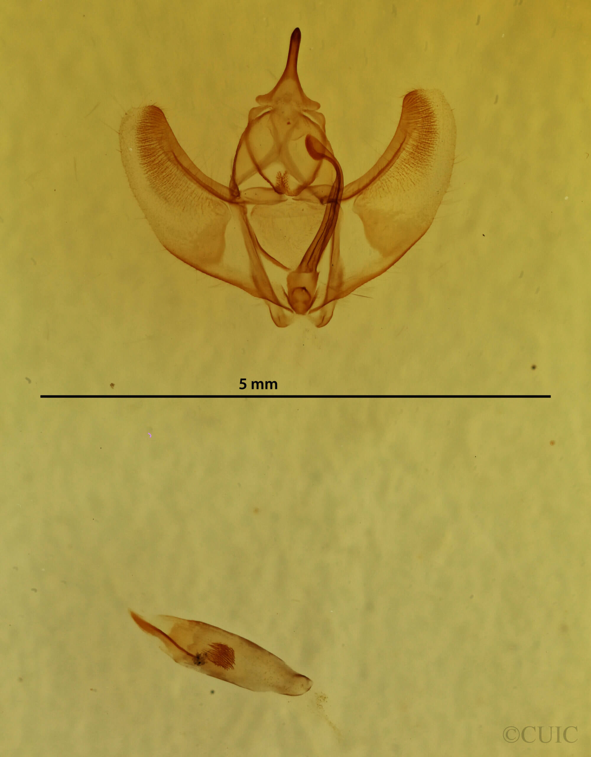 genitalia view of adult Caripeta piniata?