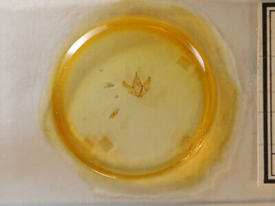 slide view of adult Caripeta piniata?