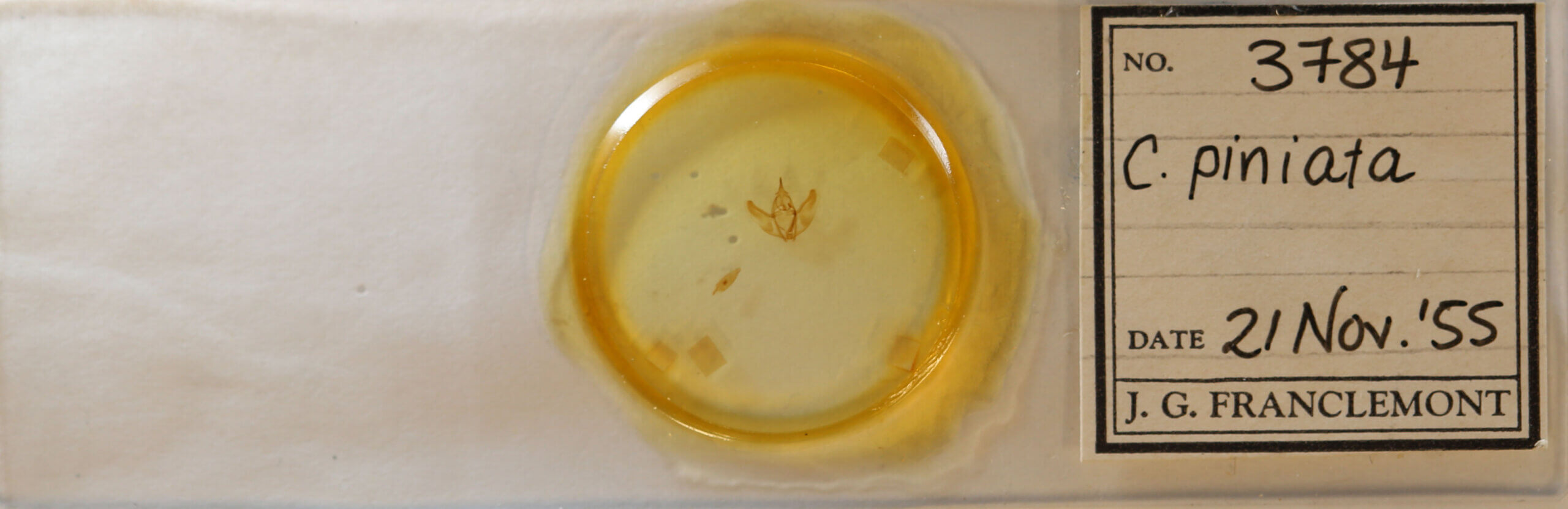 slide view of adult Caripeta piniata?