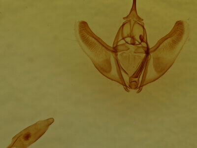 genitalia view of adult Caripeta piniata?