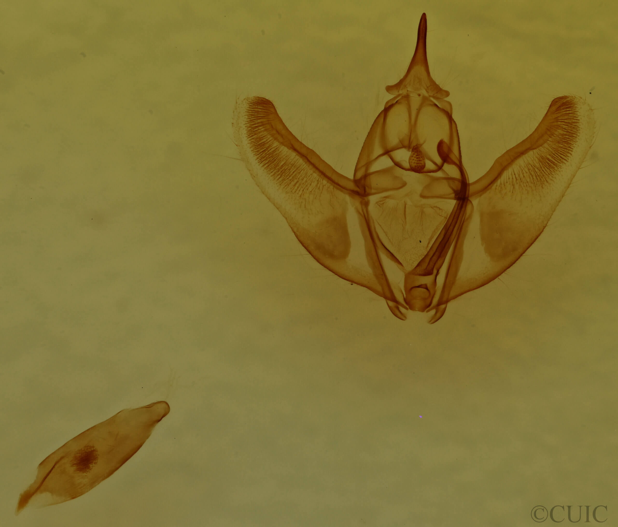 genitalia view of adult Caripeta piniata?