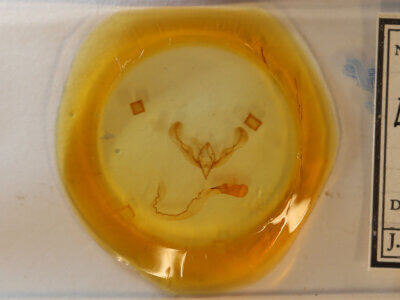 slide view of adult Anicla sp.