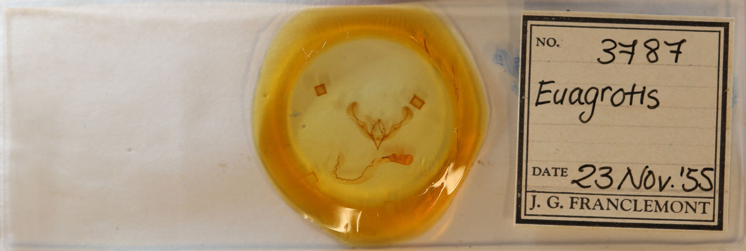 slide view of adult Anicla sp.