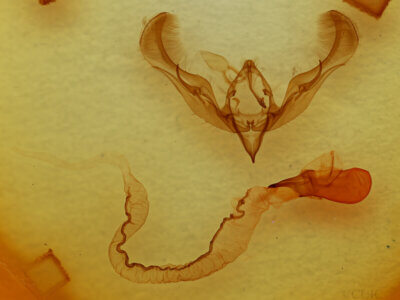 genitalia view of adult Anicla sp.