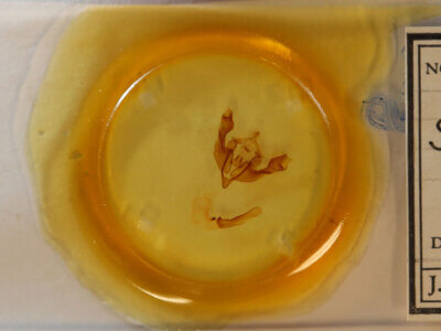 slide view of adult Sutyna sp.