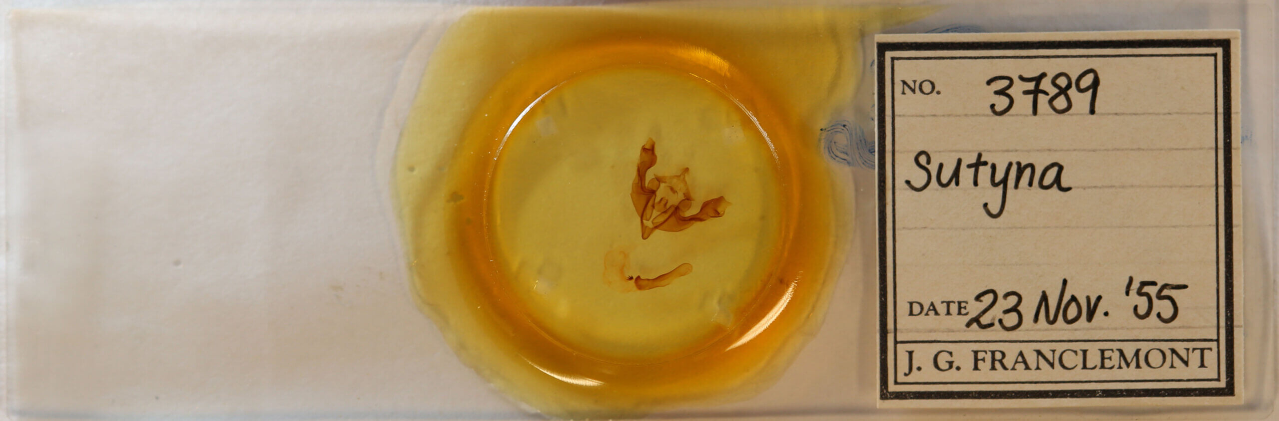 slide view of adult Sutyna sp.