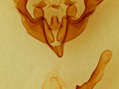 genitalia view of adult Sutyna sp.