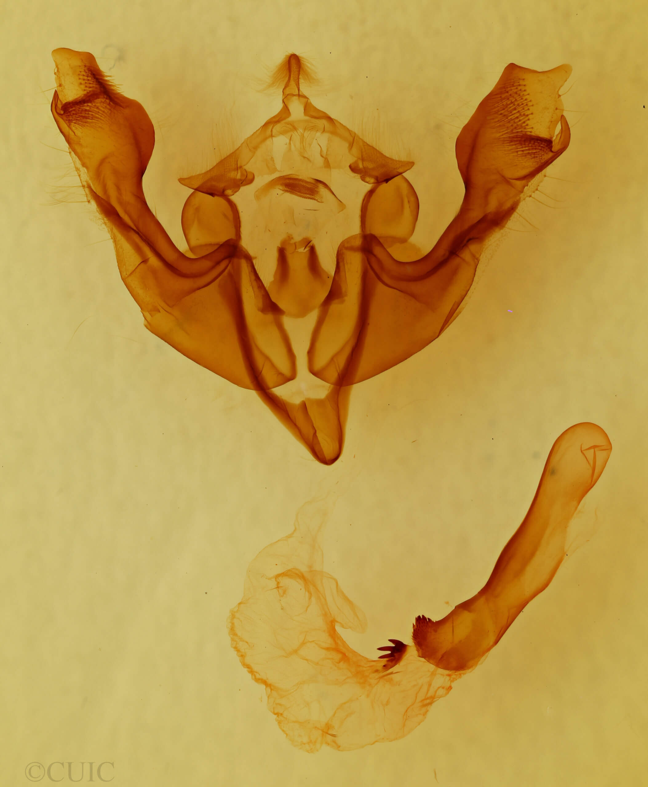 genitalia view of adult Sutyna sp.