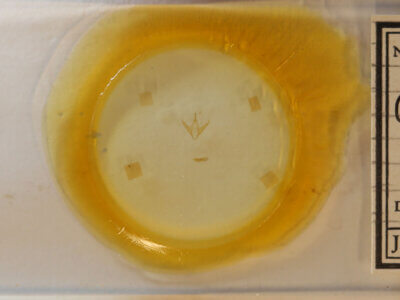 slide view of adult Gabara sp.