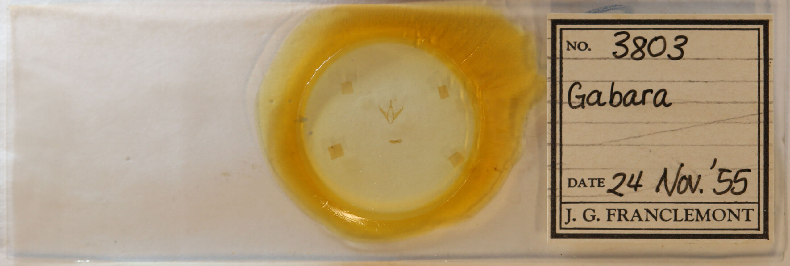 slide view of adult Gabara sp.