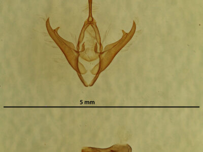genitalia view of adult Gabara sp.