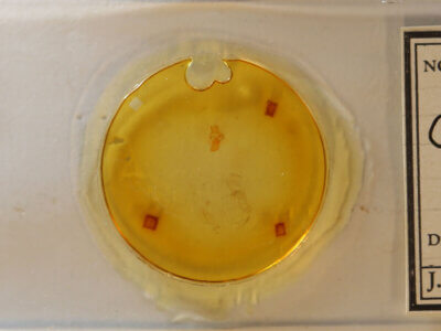 slide view of adult Crambidia sp.