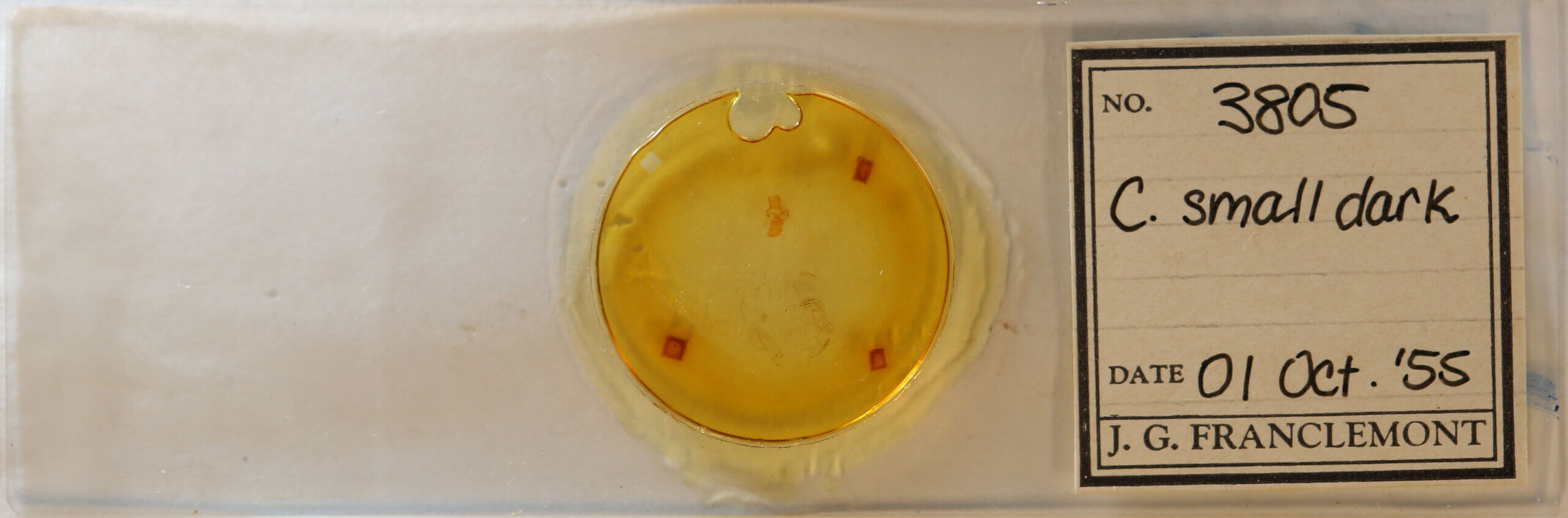 slide view of adult Crambidia sp.