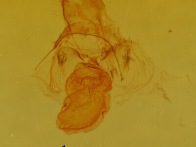 genitalia view of adult Crambidia sp.