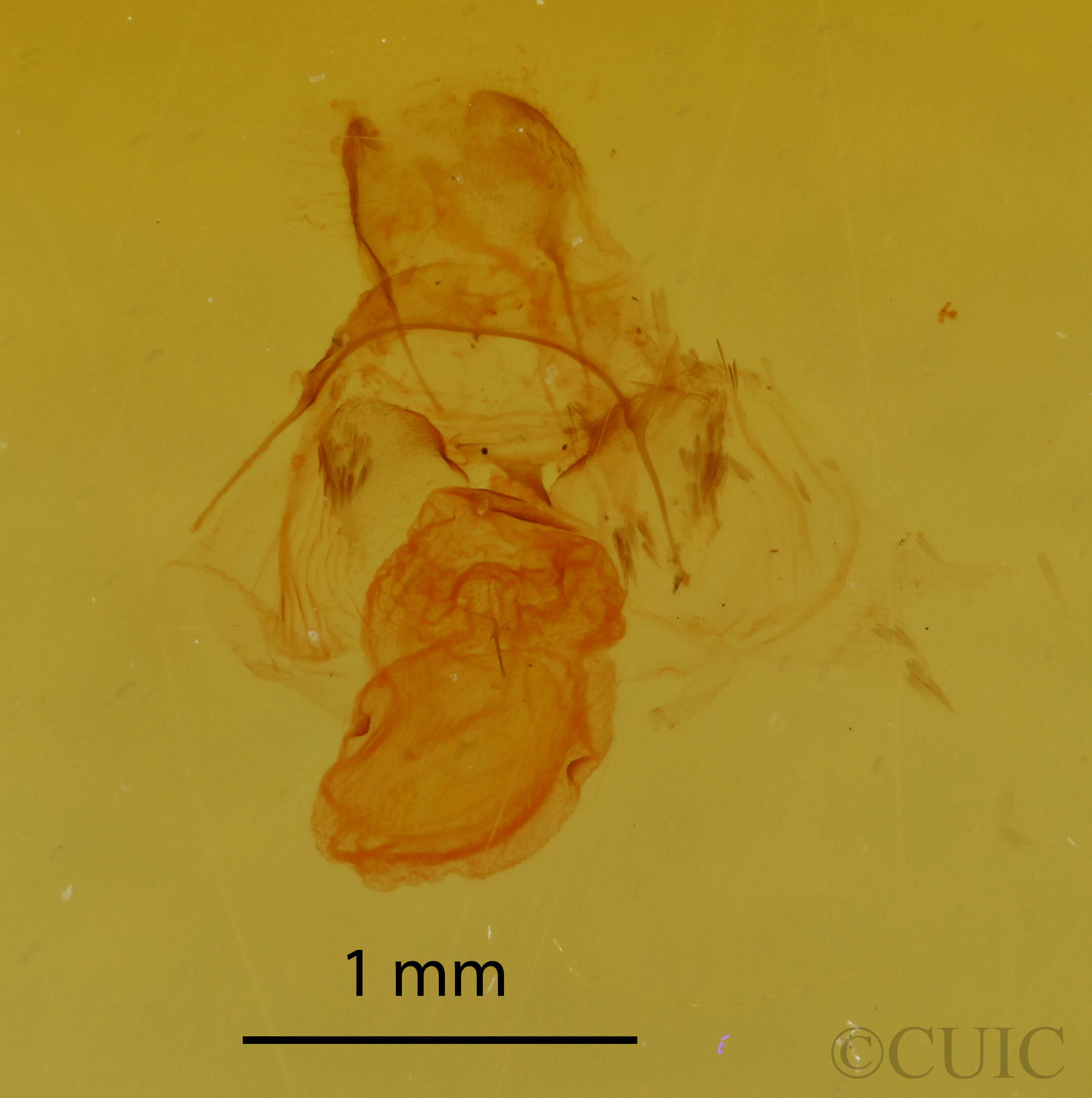 genitalia view of adult Crambidia sp.