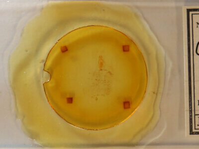 slide view of adult Crambidia sp.