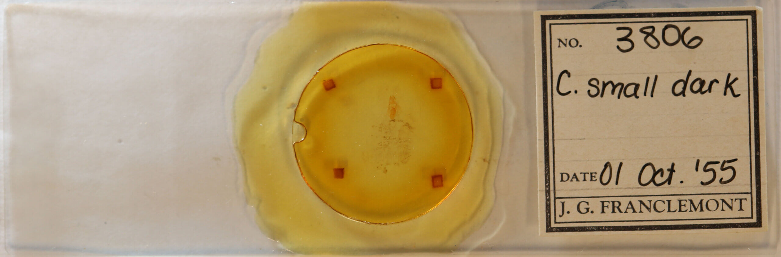 slide view of adult Crambidia sp.