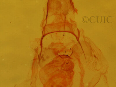 genitalia view of adult Crambidia sp.