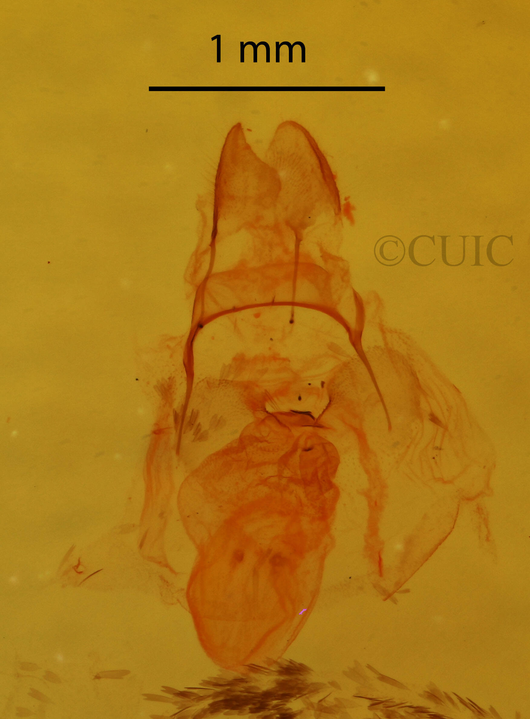 genitalia view of adult Crambidia sp.