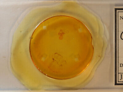 slide view of adult Crambidia sp.