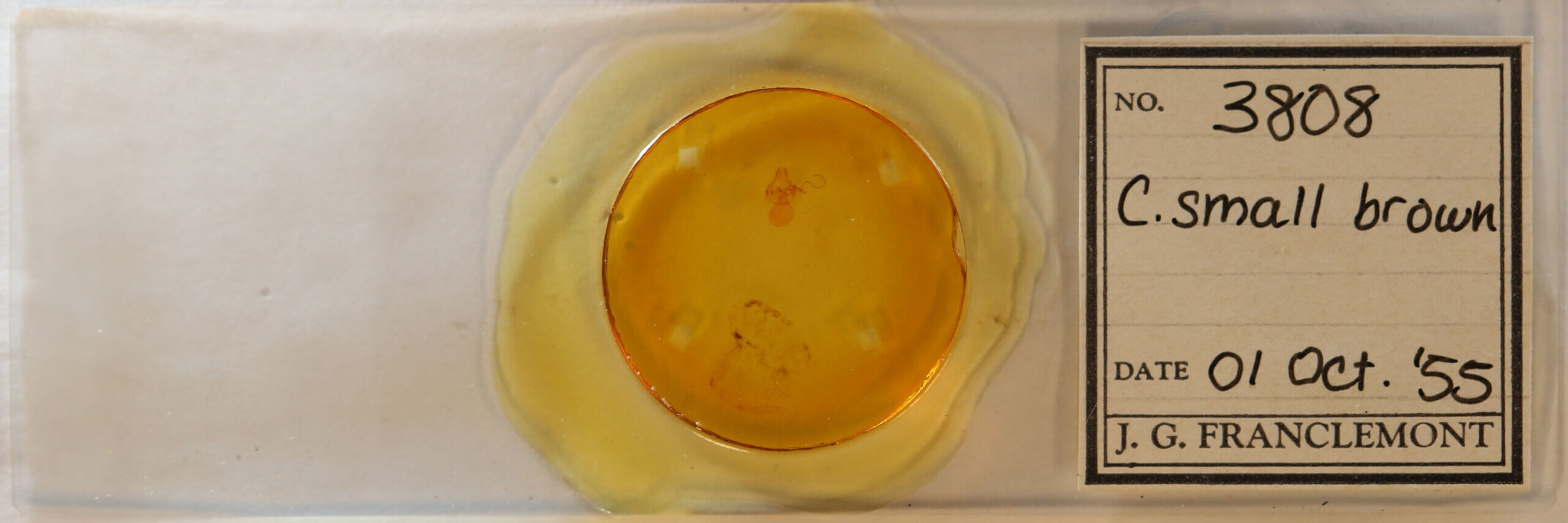 slide view of adult Crambidia sp.