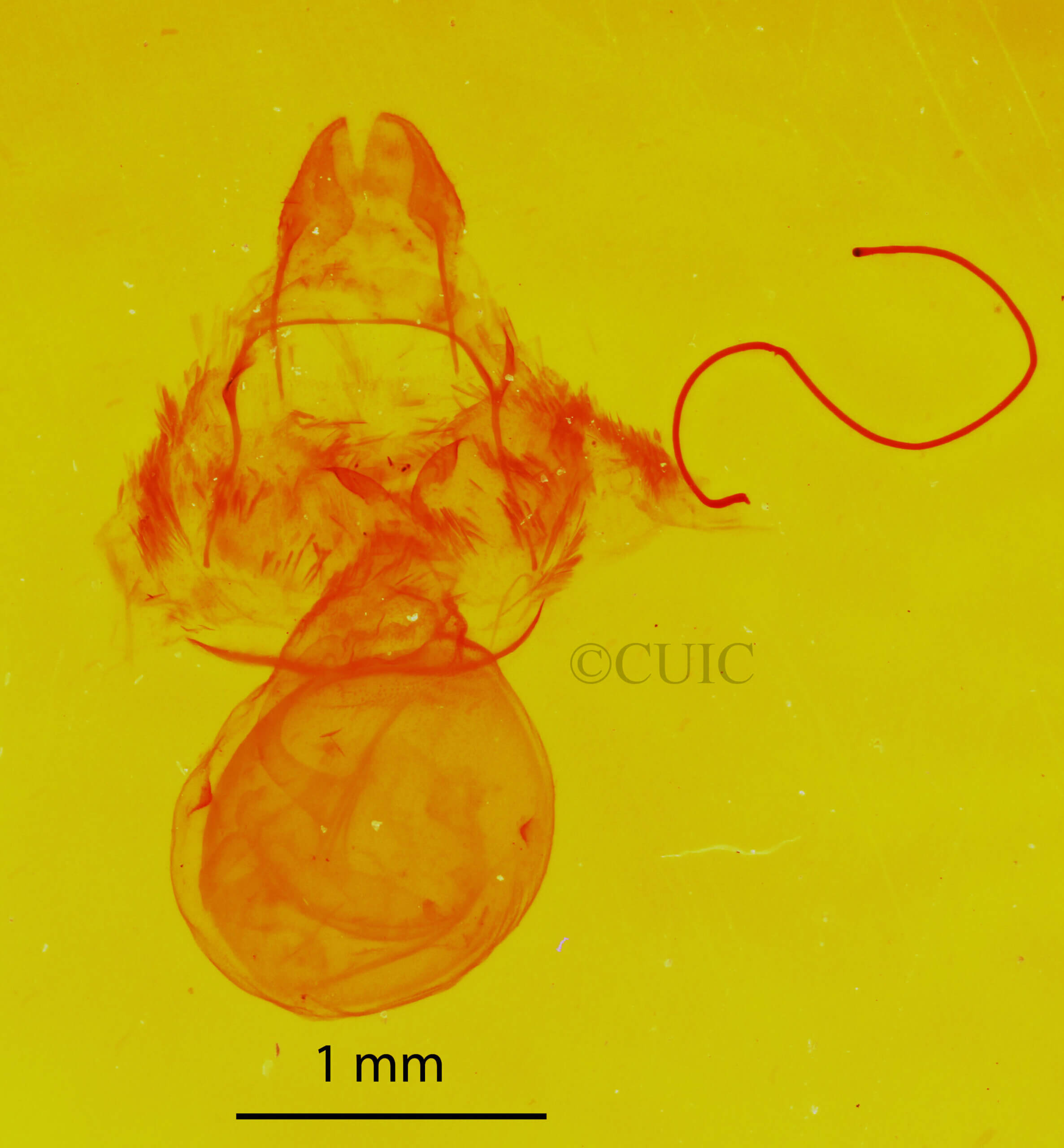 genitalia view of adult Crambidia sp.