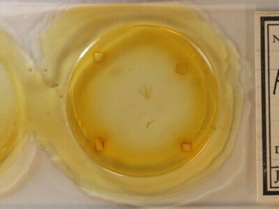 slide view of adult Homochlodes sp.