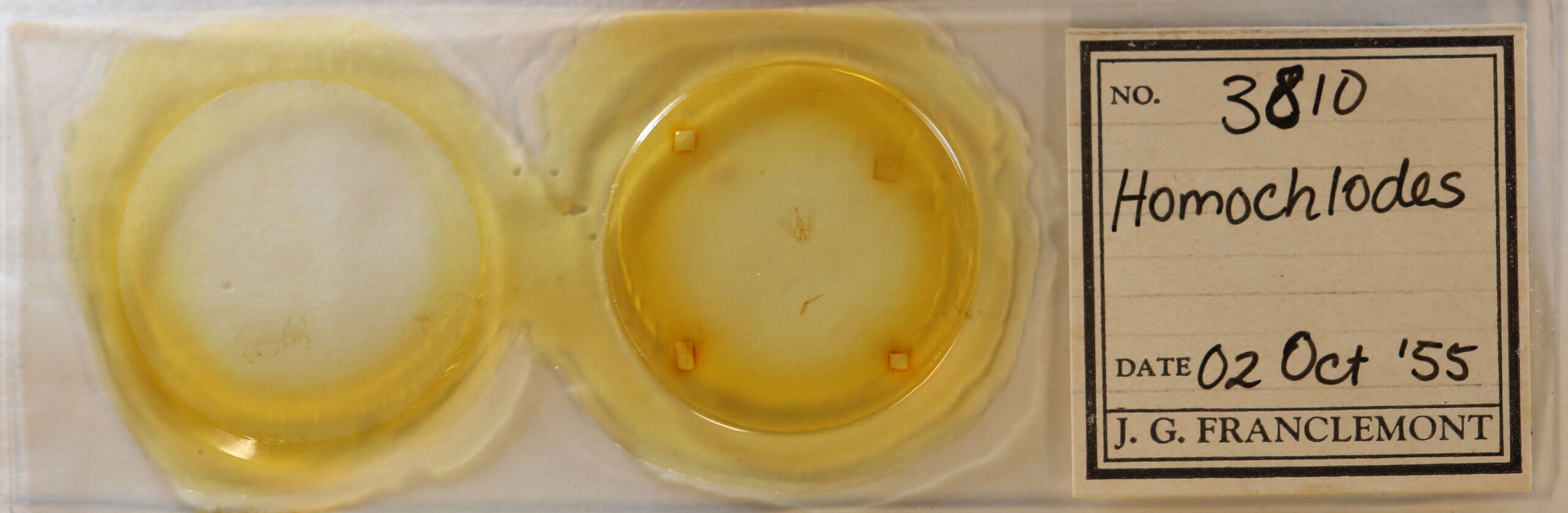 slide view of adult Homochlodes sp.