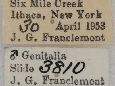 label view of adult Homochlodes sp.